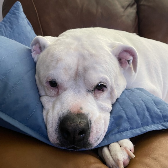 Meet your Posher, Misty - Picture 8 of 10